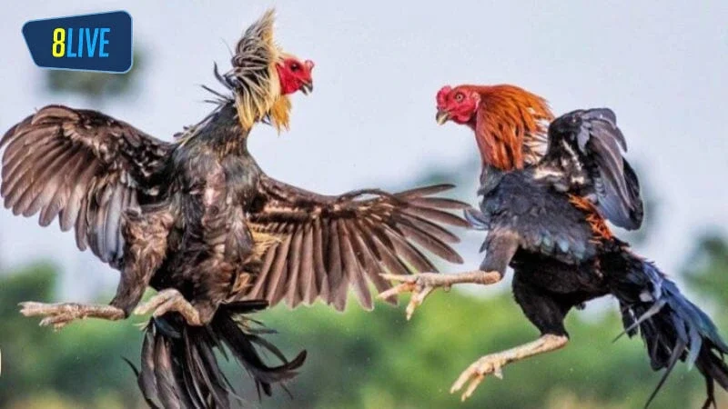 Các cửa cược của đá gà ở Campuchia đa dạng