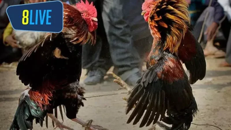 Các yếu tố quan trọng khi tham gia đặt cược đá gà