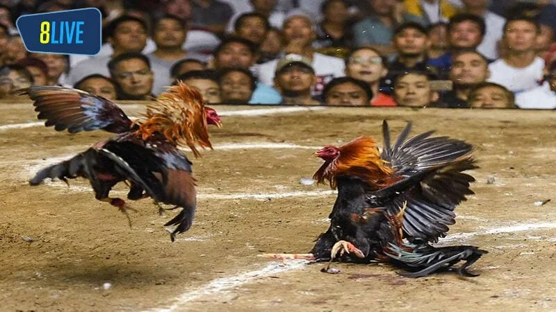 Cách chơi đá gà Campuchia