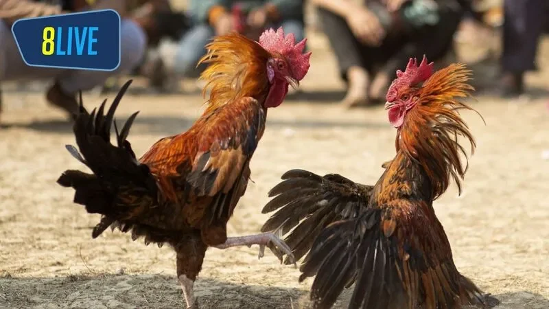 Đá gà online là một dạng cá cược được rất nhiều anh em yêu thích