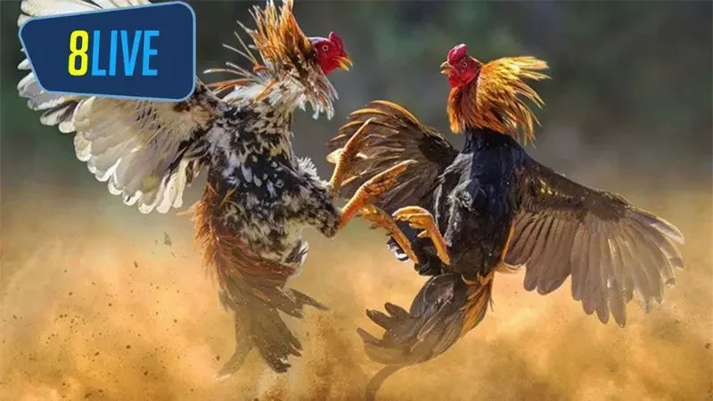 Khám phá về đá gà Thomo