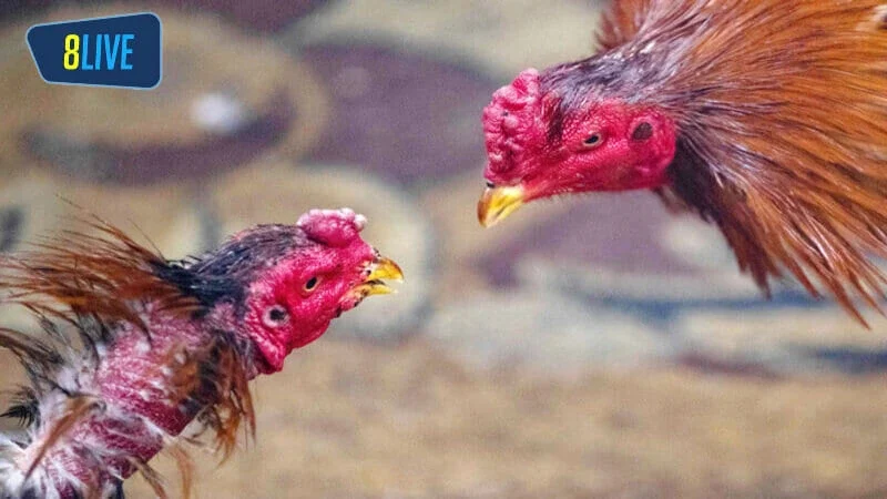 Nắm rõ thông tin về các chiến kê khi cược gà chọi Campuchia