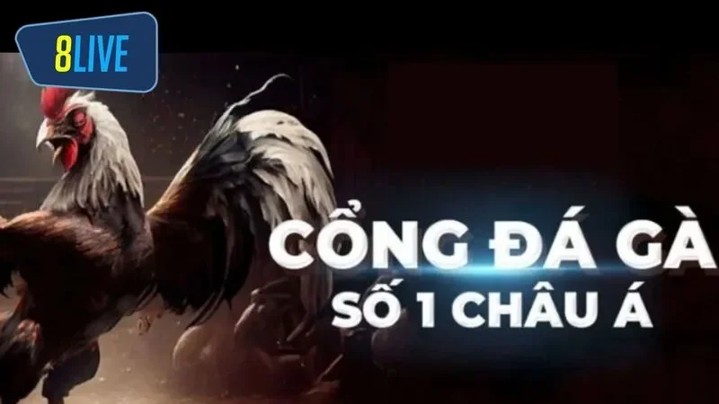 Tài khoản của bạn sẽ tự động được cập nhật số tiền thưởng sau mỗi ván đấu đá gà